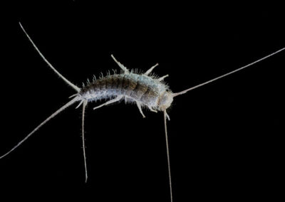 The Ultimate Guide to Getting Rid of Silverfish: Effective Methods and Prevention Tips