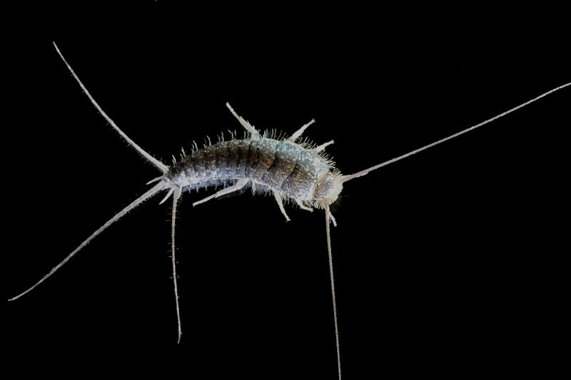 The Ultimate Guide to Getting Rid of Silverfish: Effective Methods and Prevention Tips