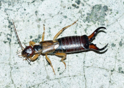 How to Control Earwig Pests: The Ultimate Guide for Homeowners