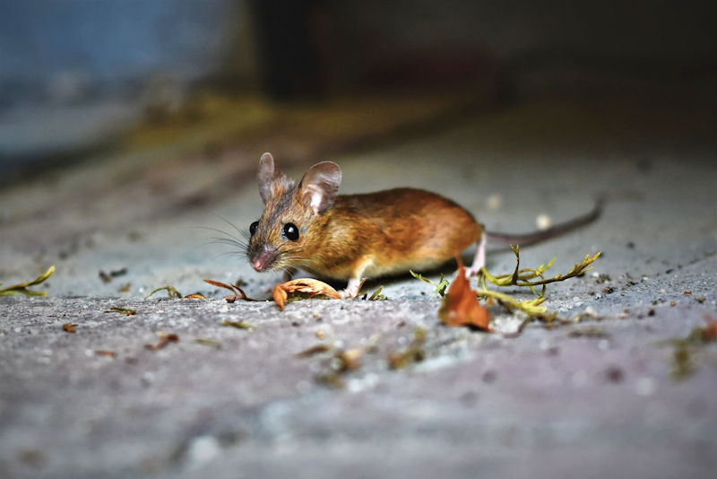 Effective Methods for Mouse Control in Your Home