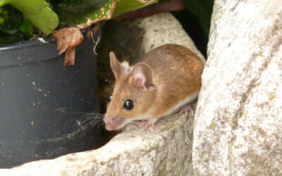 Permanently Get Rid of Mice: Effective Pest Control Tips for Homeowners