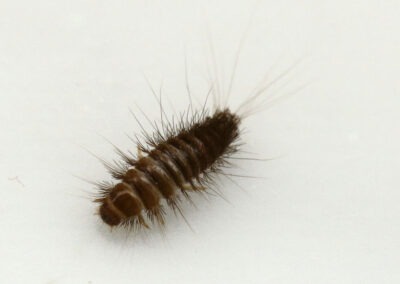Carpet Beetles: How to Identify and Prevent Infestations in Your Home