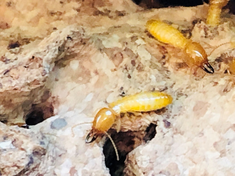 subterranean-termite