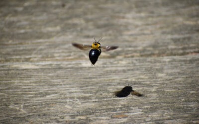 Reducing Conducive Conditions for Carpenter Bees