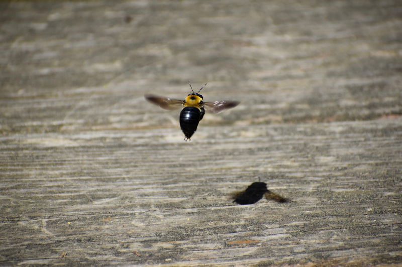 800 Carpenter Bee Hovering