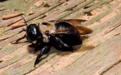 When to Call for Professional Help with Carpenter Bees