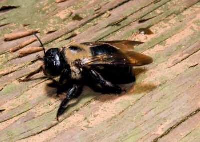 When to Call for Professional Help with Carpenter Bees