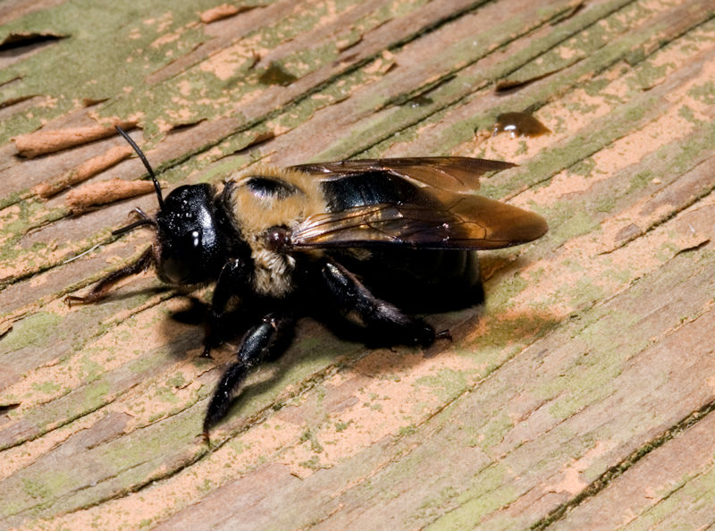 800 Carpenter Bee on Deck Board