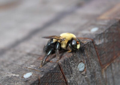 Eliminating Access and Habitat for Carpenter Bees: A Guide for Homeowners in Southern Maryland and Northern Virginia
