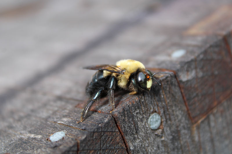carpenter bee on corner of Bench