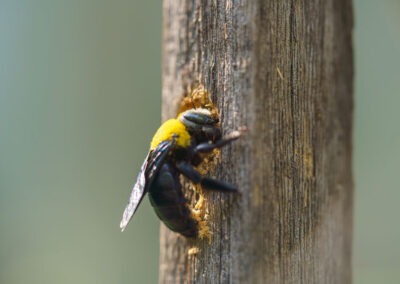 Comprehensive Guide to Keeping Carpenter Bees Off Your House