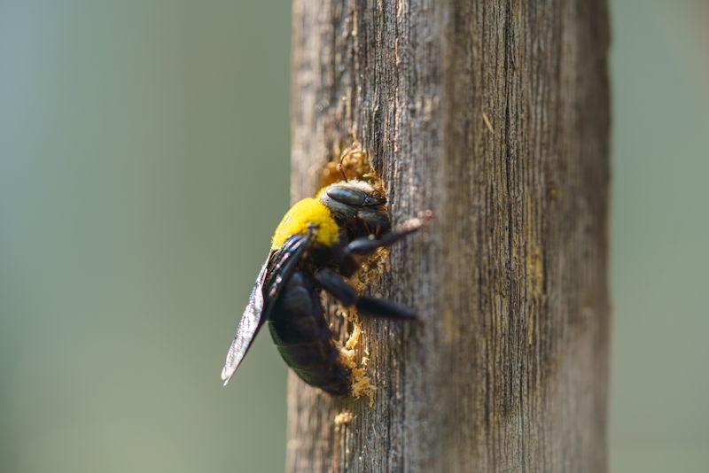 carpenter bee on post