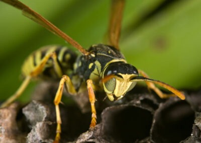 Denying Yellow Jackets Access and Habitat in Your Yard