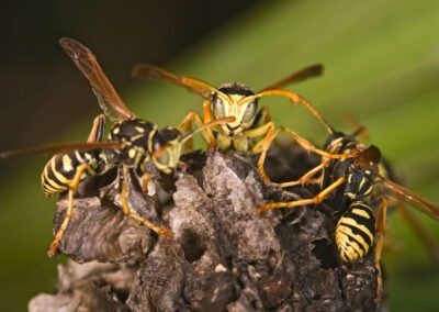 Reducing Conducive Conditions for Yellow Jackets in Your Yard