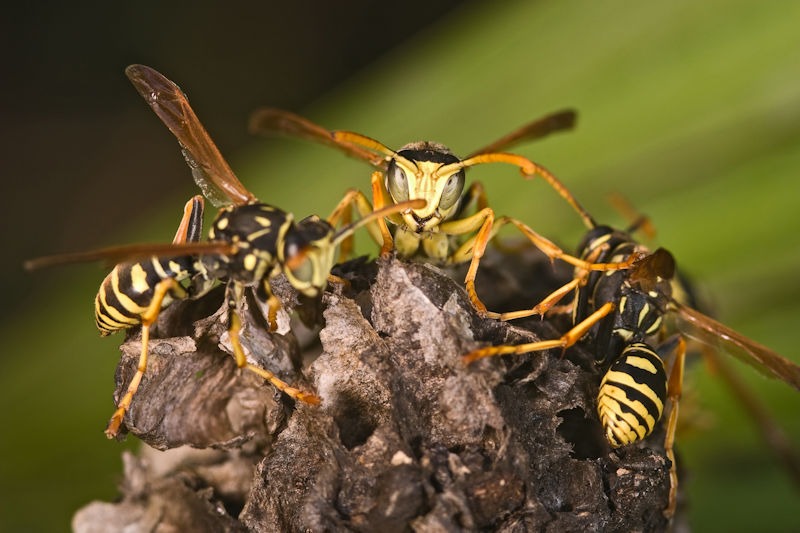 Reducing Conducive Conditions for Yellow Jackets in Your Yard