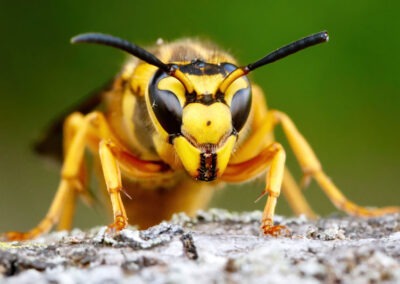 Eliminating Food Sources to Keep Yellow Jackets Out of Your Yard