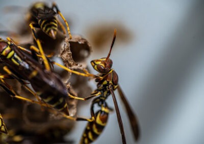 Knowing When to Call for Professional Help with Yellow Jackets