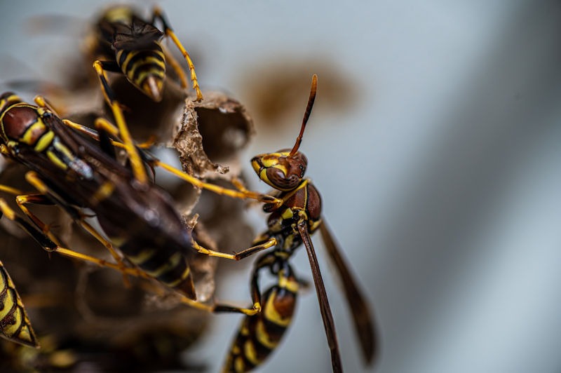 Knowing When to Call for Professional Help with Yellow Jackets