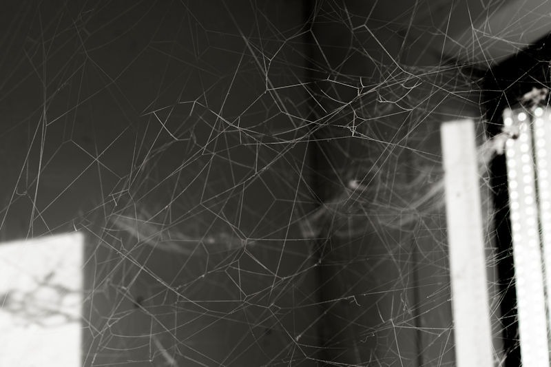 Cobwebs in room