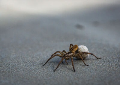 Blocking Access Points to Keep Spiders Out of Your House