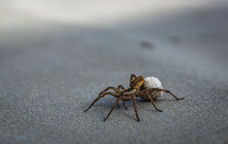 Blocking Access Points to Keep Spiders Out of Your House