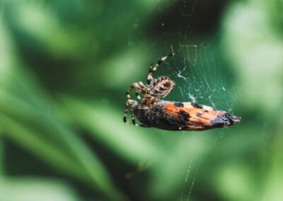 Eliminating Food Sources to Keep Spiders Out of Your Home