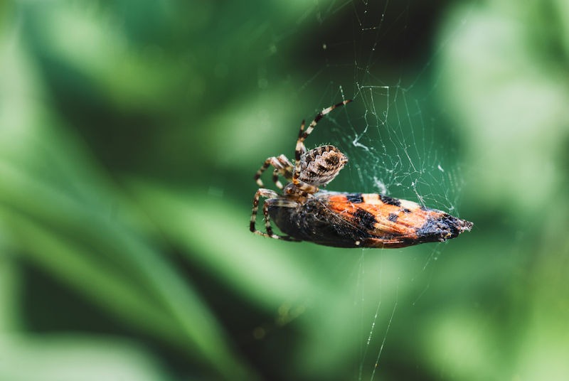 Spider eating butterfly trapped in spiderweb