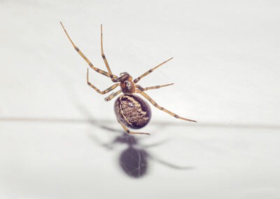 Reducing Conducive Conditions to Deter Spiders from Your Home