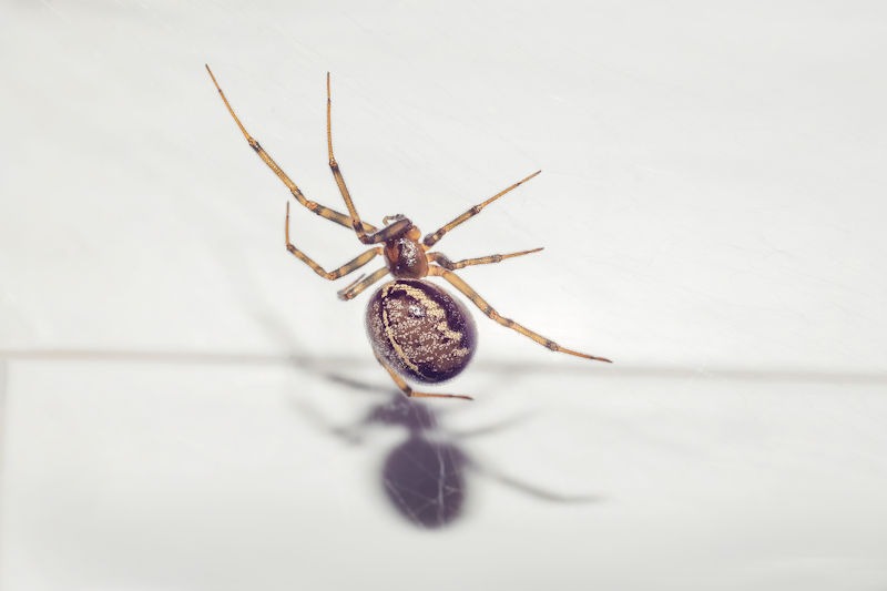 Spider in kitchen