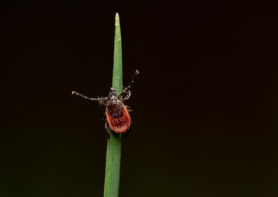 Tick Treatments for Spring & Summer: Essential Steps to Lyme Prevention