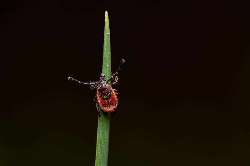 Black Legged Tick Questing on a blade of grass