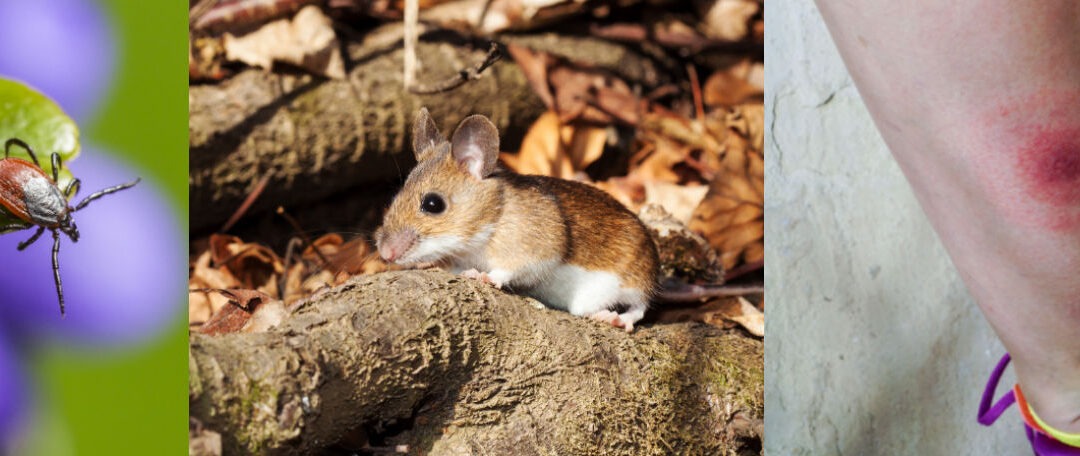 The Complex Relationship Among White-Footed Mice, Borrelia burgdorferi, and Black-Legged Ticks in Lyme Disease Transmission