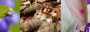 The Complex Relationship Among White-Footed Mice, Borrelia burgdorferi, and Black-Legged Ticks in Lyme Disease Transmission