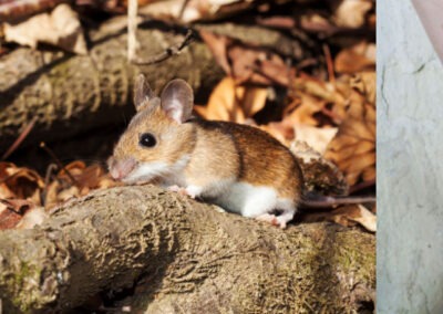 The Complex Relationship Among White-Footed Mice, Borrelia burgdorferi, and Black-Legged Ticks in Lyme Disease Transmission