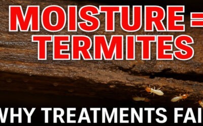 Termites Don’t Start With Termites. They Start With Moisture.